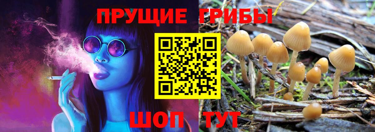 Псилоцибиновые грибы Psilocybe Донской